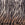 kaschmir-schal-zebra-black